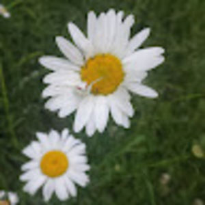 Meet your Posher, Charmaine